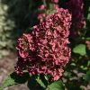 Berry White Hydrangea - Image 2